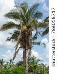 Small photo of Babassu Palm in Piaui, Brazil