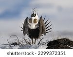 Small photo of Male Greater-sage grouse (sage hen) (Centrocercus urophasianus) calls for the ladies from his snow-covered sagebrush lek with his spectacular breeding display in the Eastern Idaho plains.