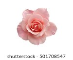  Rose On A White Background