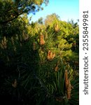 Small photo of Flowering of Pinus sylvestris, known as Scot's Pine, Biehtse, Peeci, Native Scots Pinewood, Norway Fir, Redwood, Scots Fir, Wild Pine, Pin silvestru or Bijeli bor.