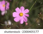 Small photo of Cosmos bipinnatus is considered a half-hardy annual, although plants may reappear via self-sowing for several years. The plant height varies from 2-6 ft to (rarely) 9 ft (0.61–1.83–2.74 m).