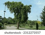 Small photo of Jilani Public Park in Lahore, Punjab, Pakistan on Jail road 25-May-2023