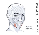 facial muscles of the female.... | Shutterstock .eps vector #1965357067