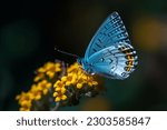 Palo verdes blue butterfly on a ...