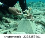Small photo of underwater photo of divers doing coral nursery with Stag horn Corals are planted to restore coral reefs