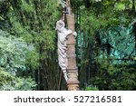 Small photo of white tiger meat tears standing on a pole
