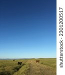 Small photo of Ranch land cattle grazing , pastoral setting, Central Valley, California, on the way to Snelling