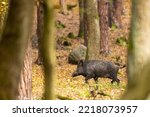 Wild boar (sus scrofa ferus) walking in autumn forest. Wildlife scenery