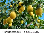 Lemons On Branch