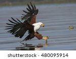Small photo of fish eagle at the last moment to attack prey