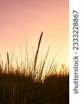 Silhouette of tall grass in the ...