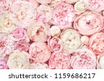 Summer blossoming delicate roses on blooming flowers festive background, pastel and soft bouquet floral card