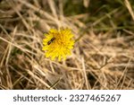Yellow dandelion flower with black insect on petal and dry grass background