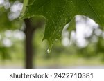 Small photo of Close-up of vibrant green leaf with tiny yellow spots - single droplet of water on the verge of falling - backdrop of softly blurred garden