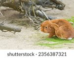 Small photo of Holland Lop, Lop-eared red rabbit scratches his ear with his paw. Animal life on the farm.