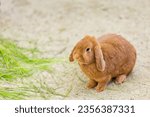 Small photo of Holland Lop is a breed of lop-eared rabbit that was recognized by the American Rabbit Breeders Association