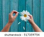 Two female hands hold in hand big white daisy petals and tear on the old blue wooden background, top view