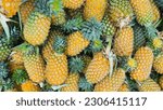 Small photo of Exotic Beauty of Wild Pineapples in this Vibrant Image - Pineapple pineapple fruit pine apple tropical fruit ananas comosus pina prickly fruit