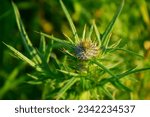 Blessed thistle bud  in the field. Stock Photo