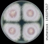 Small photo of Fusarium oxysporum Fungi colony culture on PDA (Potato Dextrose Agar) petri dish research on plant pathology and microbiology laboratory