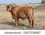 Small photo of Indigenous Indian Gir cow, Gujarat Gir cow, Red Gir Vow