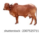 Indian Gir cow ready to use photo in white background