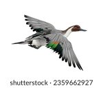 Illustration of a male pintail duck in flight