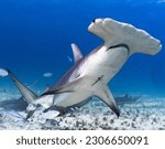 Hammerhead shark in Bimini Bahamas