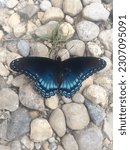 The Red Spotted Purple...