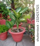 Small photo of Dieffenbachia seguing Dieffenbachia beguine plant flower pot