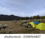 Small photo of Bogor, Surya Kencana ( Gunung Gede),Indonesia- August 13, 2023 : the natural beauty of Surya Kencana on Mount Gede with an Eidelwis tree