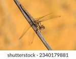 Small photo of In the realm of shimmering ponds and tranquil waterways, the Silent Tiger Dragonfly emerges as a stealthy aviator, captivating observers with its grace and beauty.