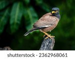 Small photo of Indian Myna Perched on a Branch, characterized by its striking brown plumage, distinctive yellow eye patches, and bright yellow legs, is gracefully perched on a sturdy branch.