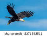 Small photo of Eagles Masters of the Hunt with Keen Eyes is a underscores the remarkable hunting abilities of eagles, particularly their exceptional vision.