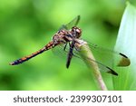 Small photo of Graceful and ethereal, the dragonfly embodies beauty with its gossamer wings, a fleeting dance of nature's elegance.