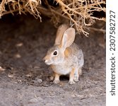 A desert cottontail rabbit...