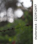 Small photo of Beautiful bokeh with new retry lays