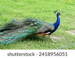 Small photo of Proud peacock. Losing feathers. Grass outside summer. Zoo. Animals in captivity. Blue green eyes. Male. Beautiful beauty. Strut strutting. Concept.