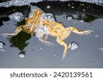 Small photo of Backyard patio garden pond. Two toads toad mating season. Water bubbles. Outdoors outside. Brown warts warty rough skin. Float floating. Mate. Procreation. Wild animals. Nature.
