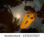 Small photo of Halloween mask Leaf mask in the pond, devilish smile, scary, creepy, haunting mask, don't look for me if you don't want nightmares.