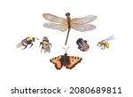 Insect Collection Of Bee ...