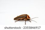 Small photo of This is a Photuris lucidirescens firefly also known as a 'Big Scary' or 'July Comet' Firefly. Being a femme fatale firefly of the genus Photuris, the females use flash patterns to lure in other males.