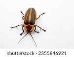 Small photo of This is a Photuris lucidirescens firefly also known as a 'Big Scary' or 'July Comet' Firefly. Being a femme fatale firefly of the genus Photuris, the females use flash patterns to lure in other males.