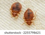 Parasitic bed bugs on the cloth