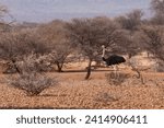 Small photo of An ostrich (Struthio camelus) keeps a wary eye amid the dry, scrub lands of a game sanctuary in central Namibia.