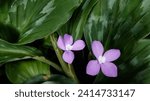 Small photo of Beautiful purple flowers of Kaempferia elegans. Commonly known as the Silver spot, Peacock Ginger or Peacock plant. Peacock Ginger flowers. Close up.