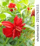 Small photo of Dahlia flower is the national plant of Mexico and includes bulbous plants that have amazing flower colors. These flowers can be planted in front of the house to further beautify the view.