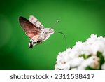 Small photo of Falter Motte Macro Garden Green Flower Insect