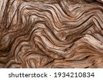 Small photo of A gnarled twisted piece of wood with the bark worn away shows some beautiful texture.