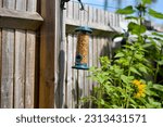 Small photo of bird feeder full of tidbit